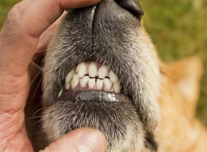 Why do dogs grind their teeth?