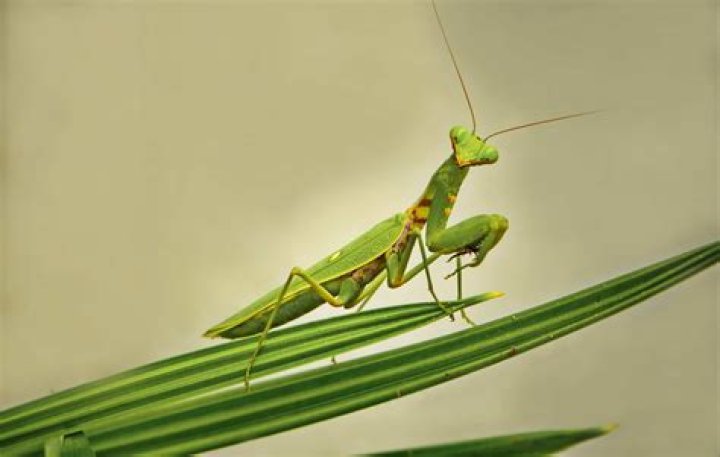 Why do mantises sway?