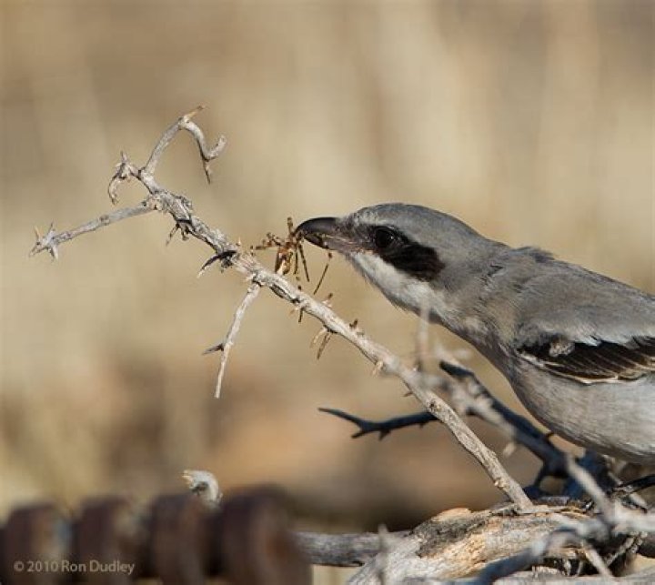 Why do shrikes impale their prey?