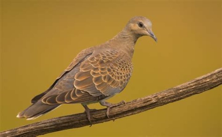 Why do they call it a turtle dove?