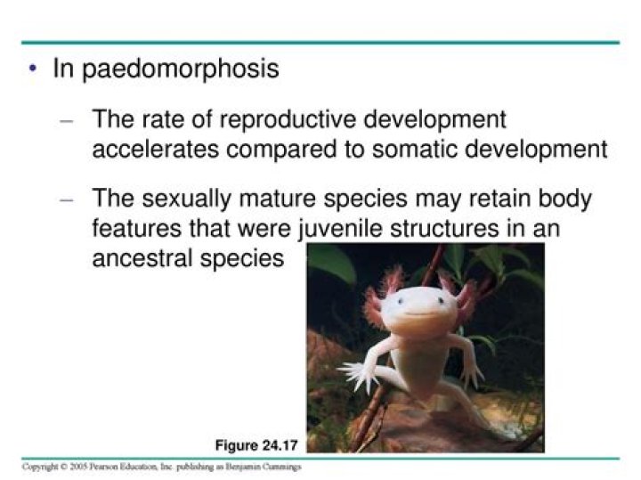 Why does paedomorphosis occur?