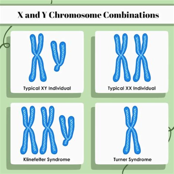 Why does the y chromosome determines maleness?
