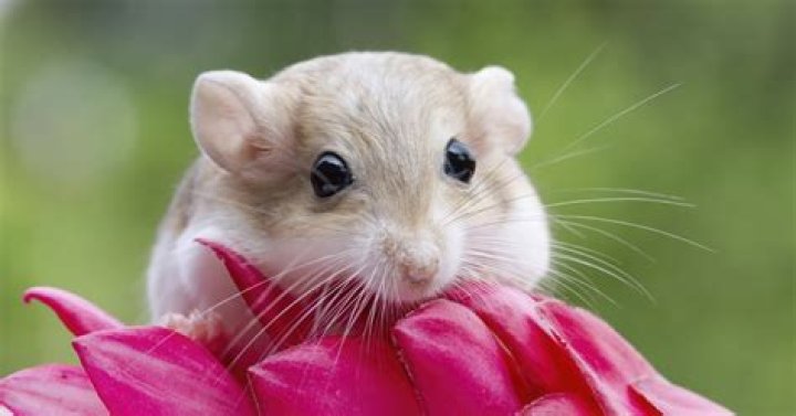Why gerbils are bad pets?