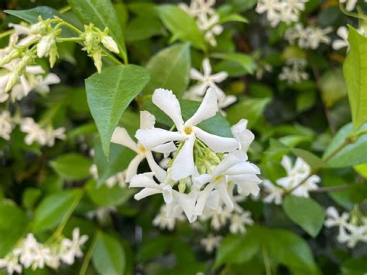 Why hasn't my star jasmine flower?