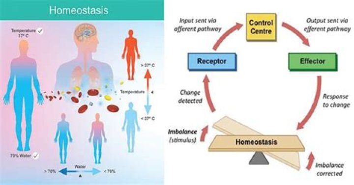 Why homeostasis is important to organism?