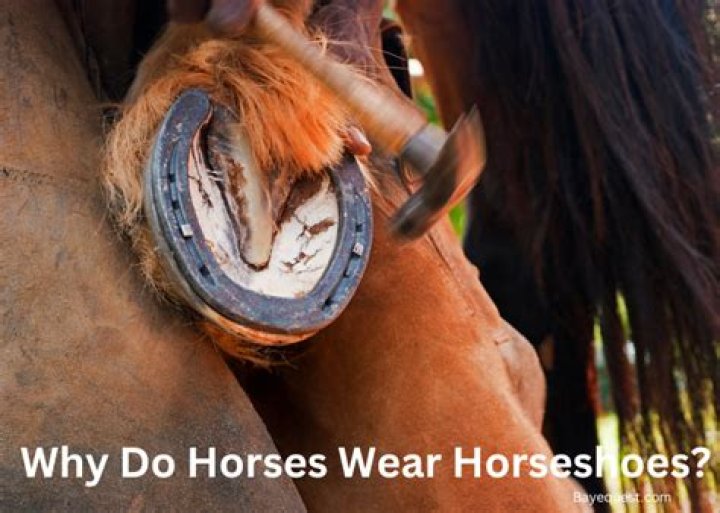 Why horses need hooves?