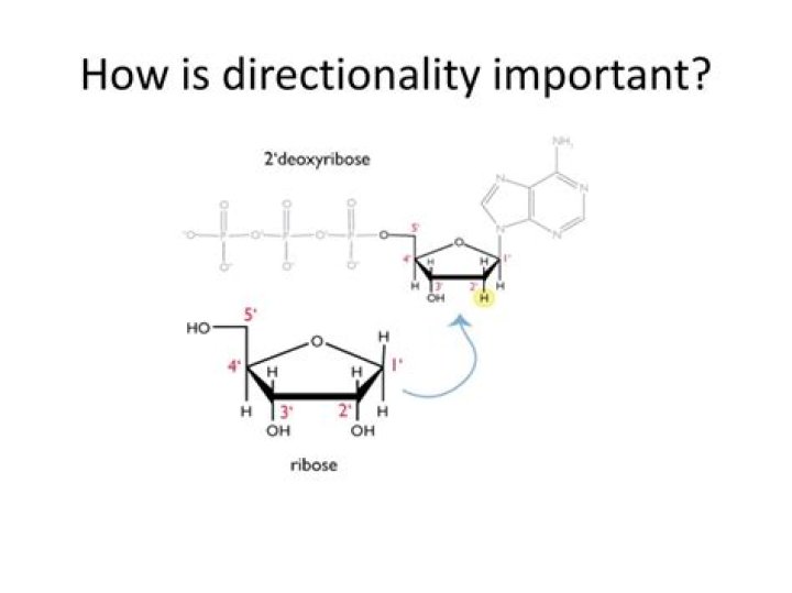 Why is directionality important in the structure of proteins?