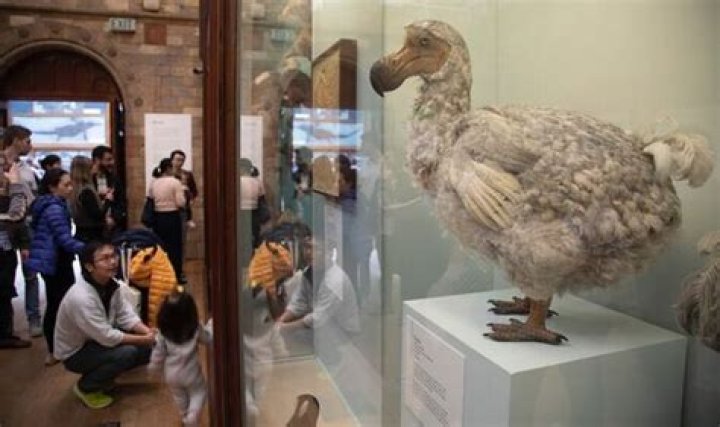 Why is dodo bird so famous?