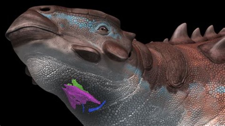 Why is it called a skinful?