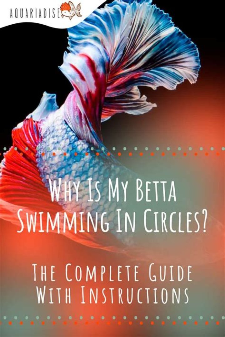 Why is my betta swimming frantically?