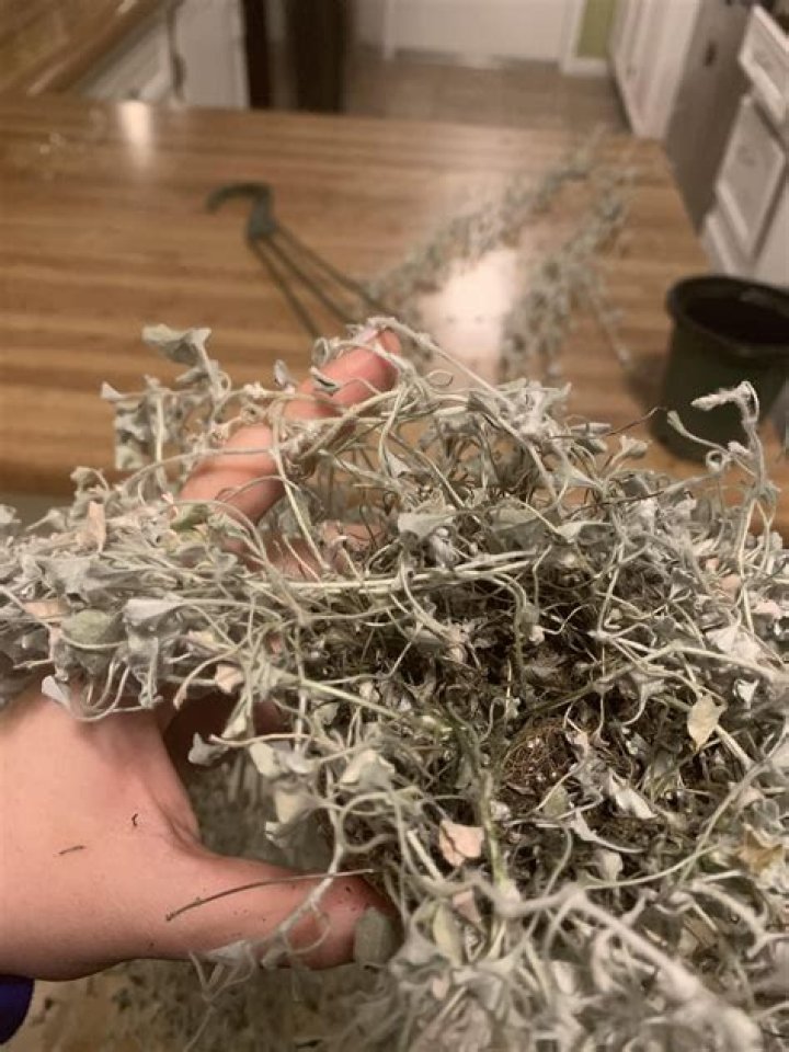 Why is my dichondra dying?