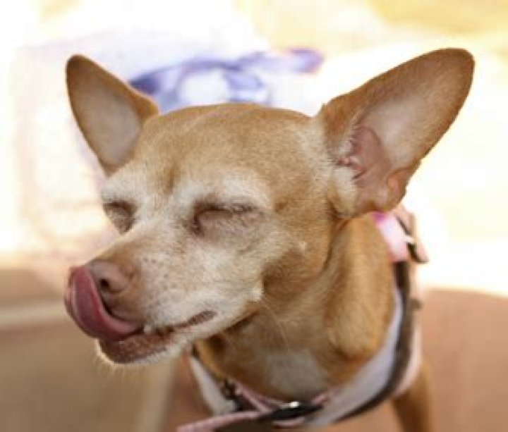 Why is my dog compulsively licking?