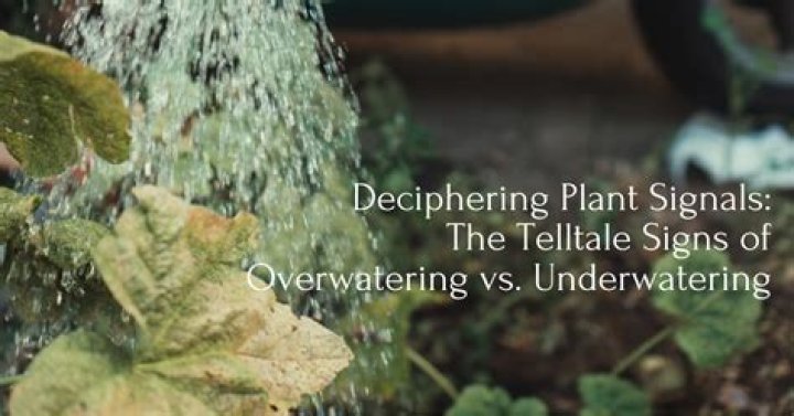 Why is overwatering a seed a problem?