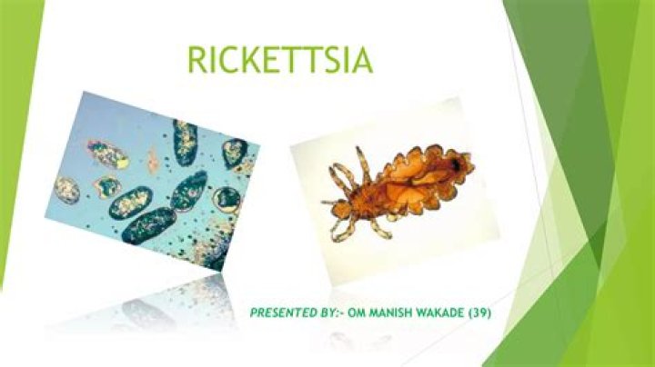 Why is rickettsia a unique bacteria?