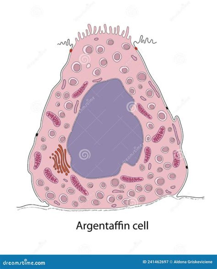 Why is the argentaffin cells important?