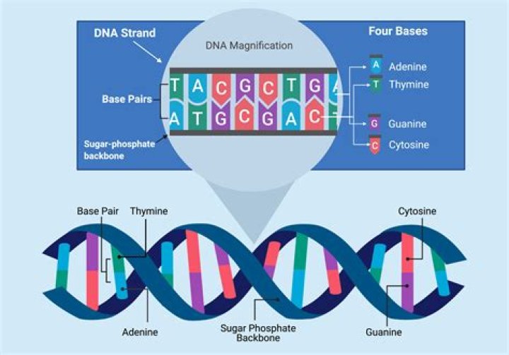 Why is the coding sequence of an enzyme beta galactosidase?