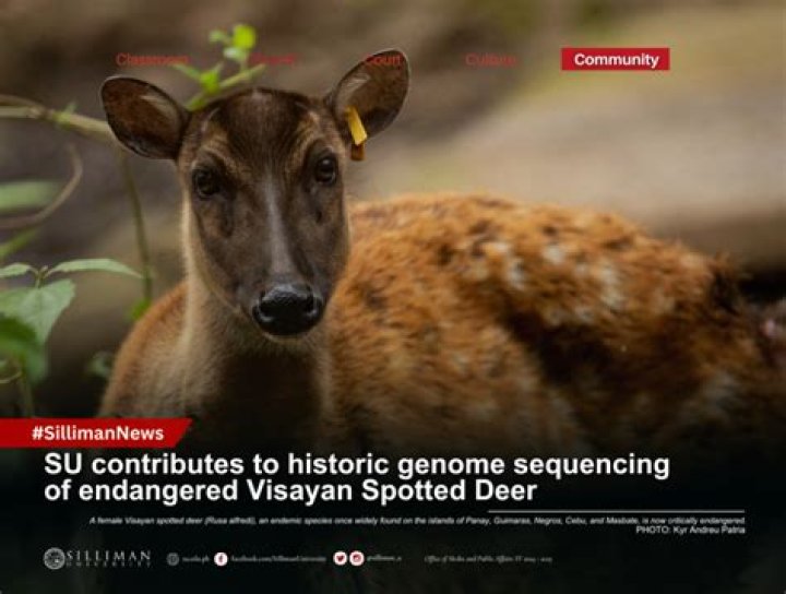 Why is the visayan spotted deer endangered?