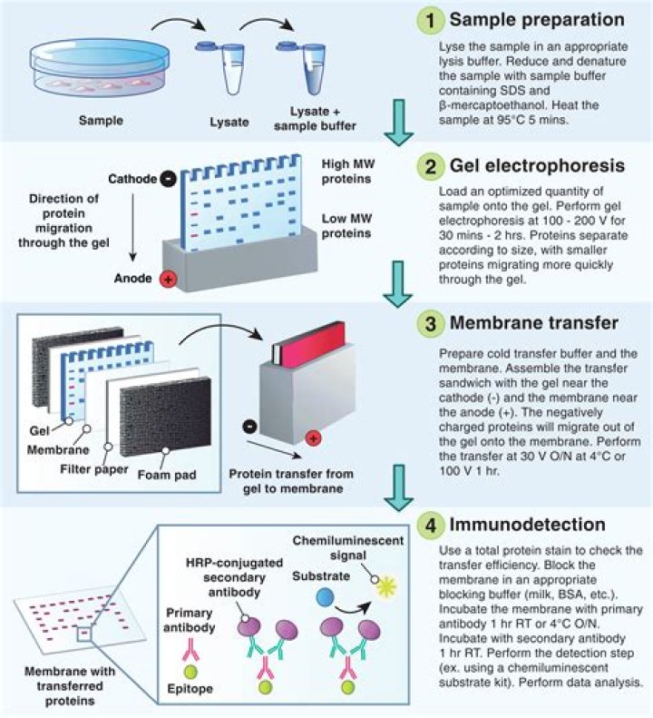 Why is western blot semi quantitative?
