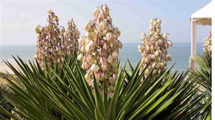 Why is yucca beneficial?
