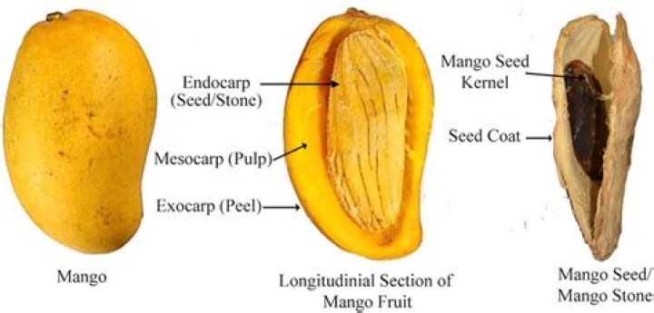 Why mango has only one seed?