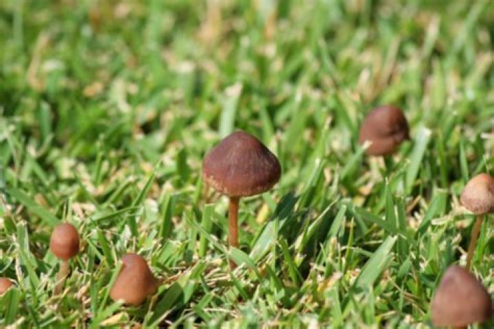 Why mushrooms in lawn?