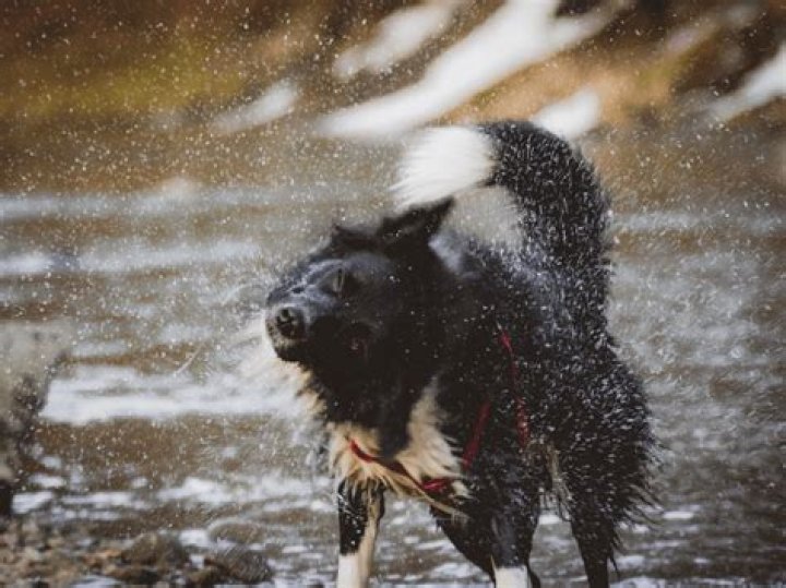 Why my dog stinks?