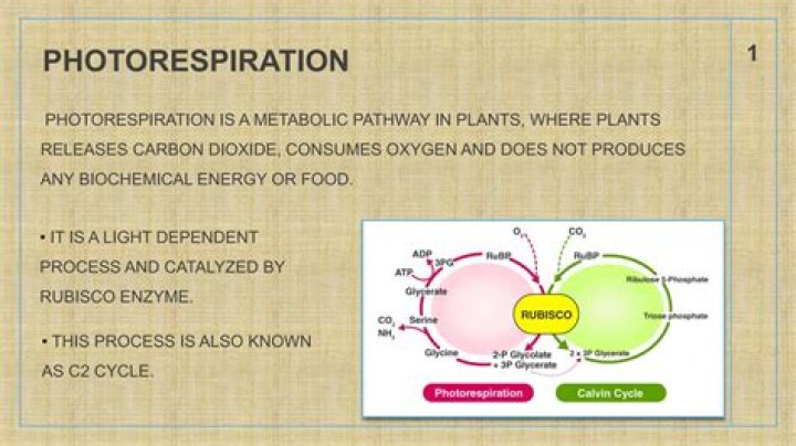 Why photorespiration is called wasteful process?