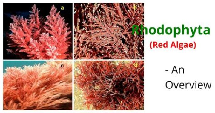 Why rhodophyta are called red algae?
