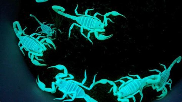 Why scorpions glow under black light?