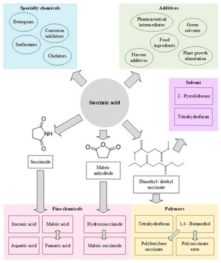 Why succinic acid is used?