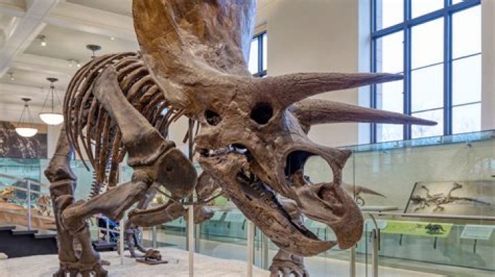 Why was the triceratops tranquilized in jurassic park?