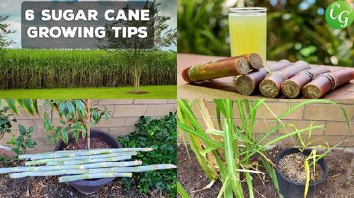 Why Won't This Sugarcane Grow?