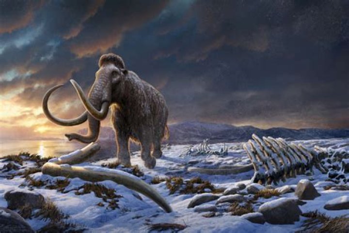 Why woolly mammoth became extinct?