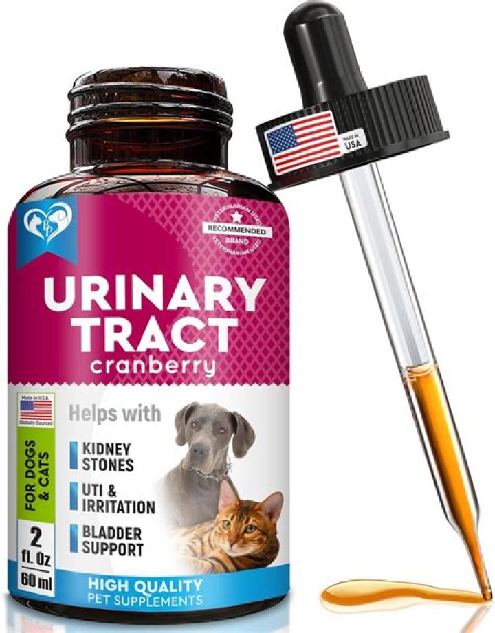 Will a dog's urinary infection go away?