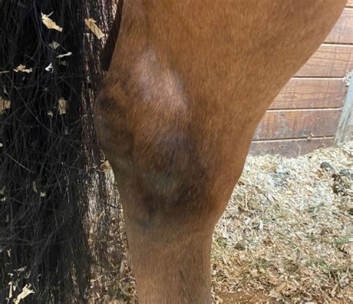 Will a thoroughpin go away?