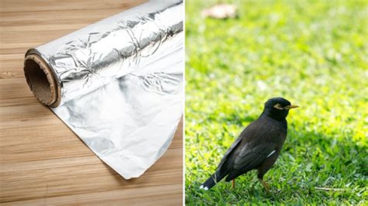 Will aluminum foil keep birds away?