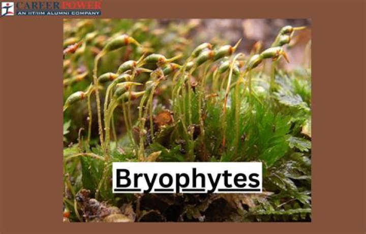 Will bryophytes survive in a warming world?