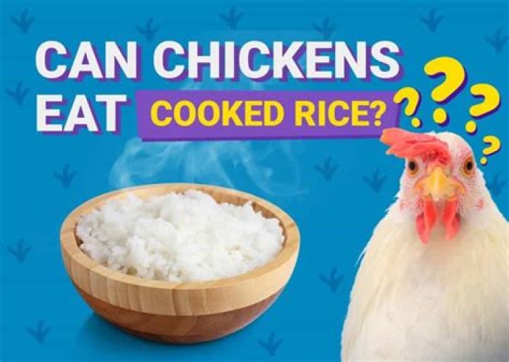 Will chickens eat uncooked rice?