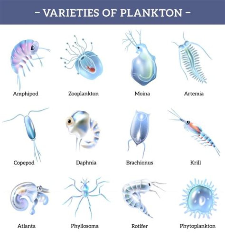 Will crabs eat plankton?