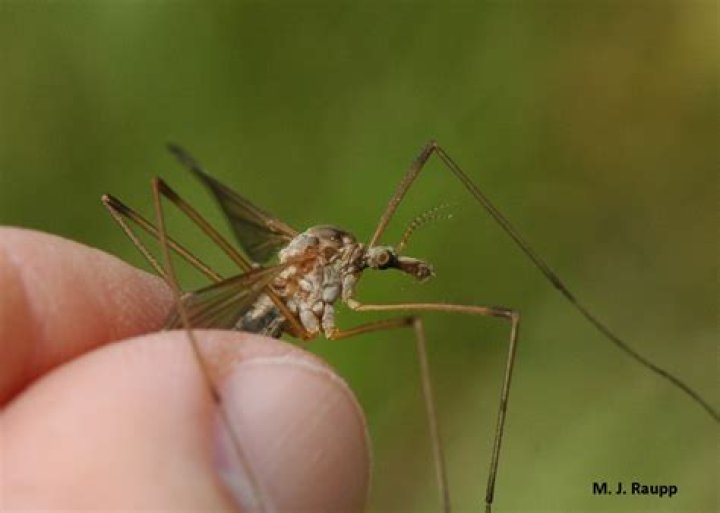 Will crane flies bite?