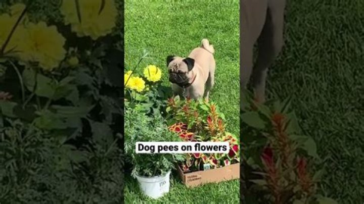 Will dog pee kill my roses?