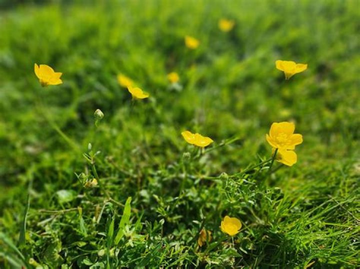Will goats eat buttercups?