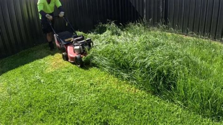 Will grass grow through top dressing?