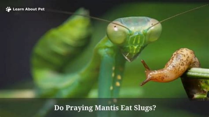 Will mantis eat slugs?