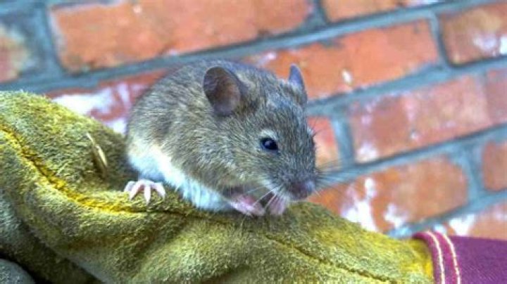 Will mice leave if no food?