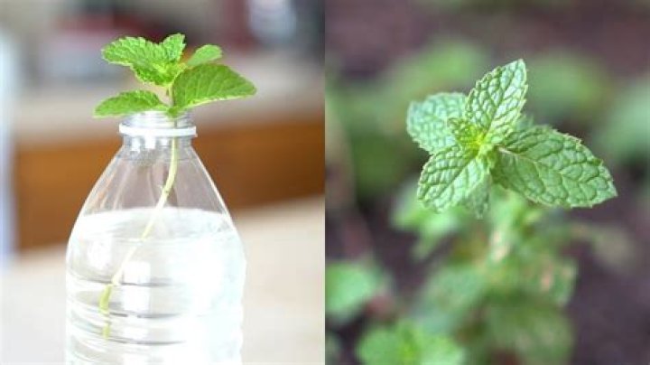 Will mint cuttings root in water?