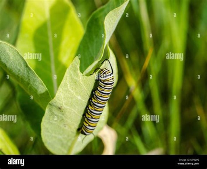 Will monarch caterpillars eat wilted milkweed?