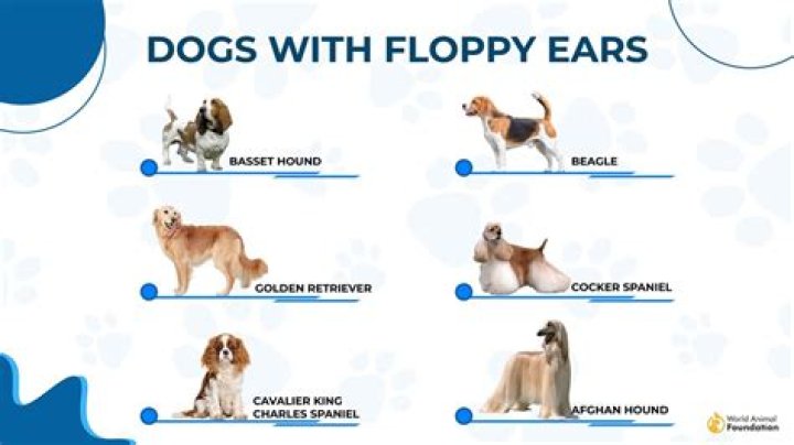 Will my puppy's ears stay floppy?