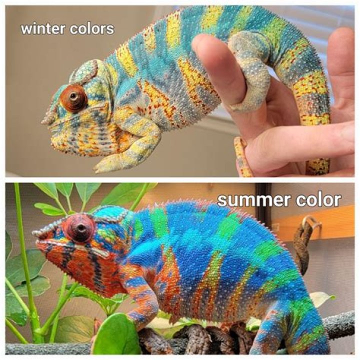 Will my veiled chameleon change colors?