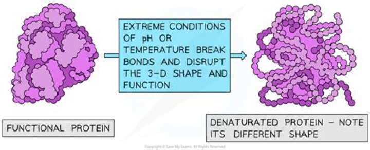 Will not be affected by the denaturation of a protein?